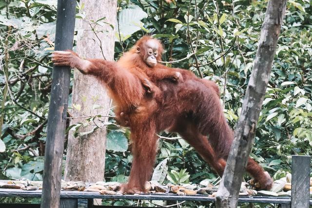 Singapur e Indonesia 2018 - Blogs de Indonesia - Borneo (P.N. Tanjung Puting) (11)