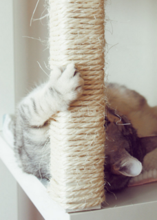 cat chewing on table leg
