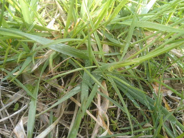 Sudden Blast Of Tall Grass What Is It The Lawn Forum