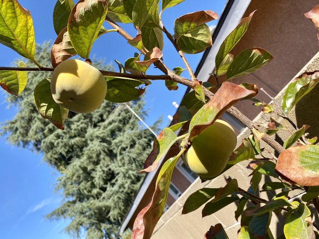 [Image: 5253-BE23-B167-4-FB0-9536-366069-D283-D6.jpg]