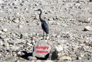 [Image: HERON.jpg]