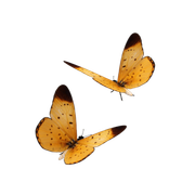 0-1c0bbf-52b4c5b1-orig