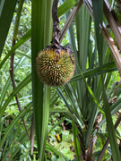 IMG-6410