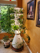 [Image: 20250510-Lettuce-grow.jpg]