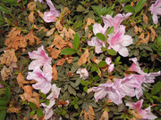 39.1.fantasy urban I