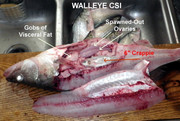 [Image: WALLEYE-CSI.jpg]