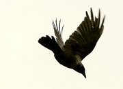 Crow 3