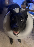 [Image: 75350058132-D2-EEA6-BB-5-BFE-4-FD3-9273-...E59-EC.jpg]