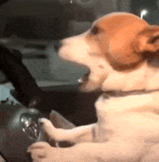 dog-driving-dog-driving-lazy.gif