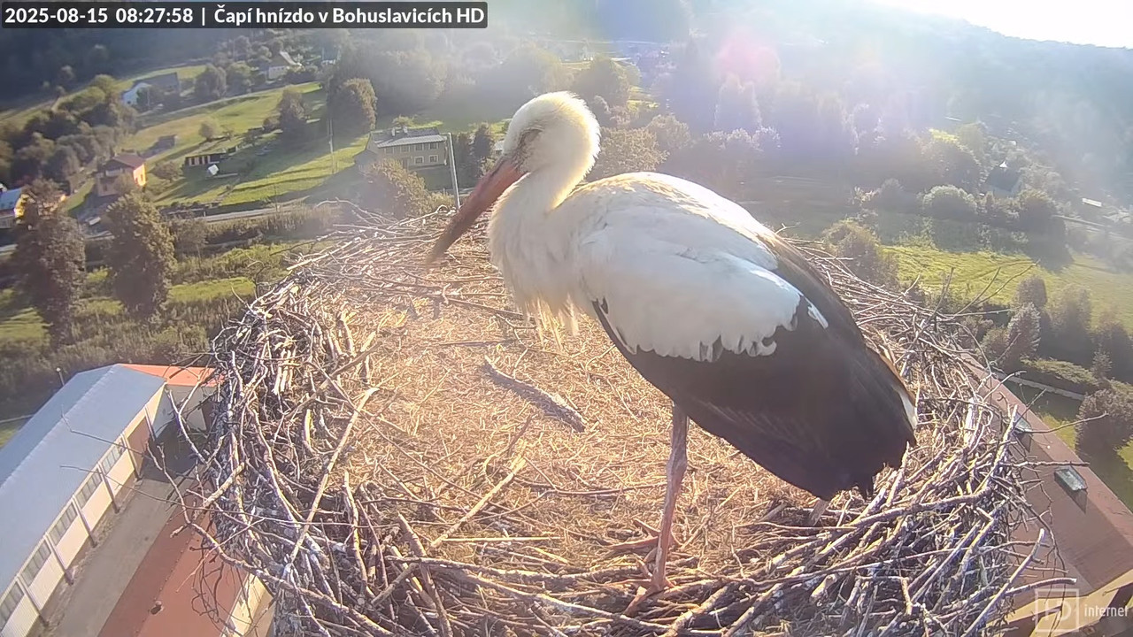 Živě z čapího komína v Bohuslavicích u Trutnova v HD 9-19-2 screenshot (1)