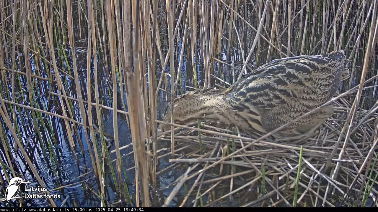 LDF Lielais dumpis (Botaurus stellaris) Zemītes pagastā 11-16-2 screenshot