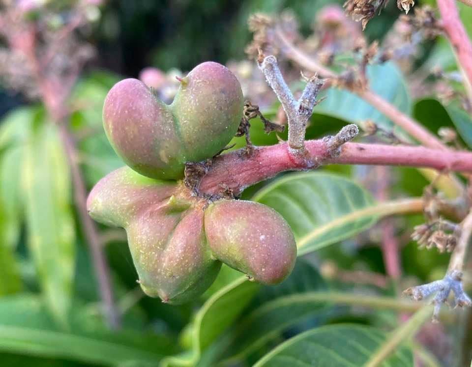 mango