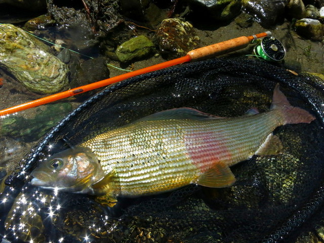 Ultralight Fly Fishing • Angler's Roost fiberglass blanks
