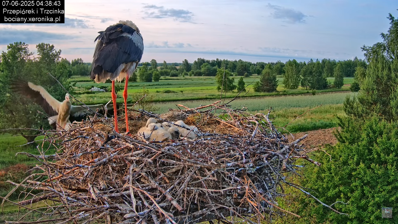 07062025bociany4