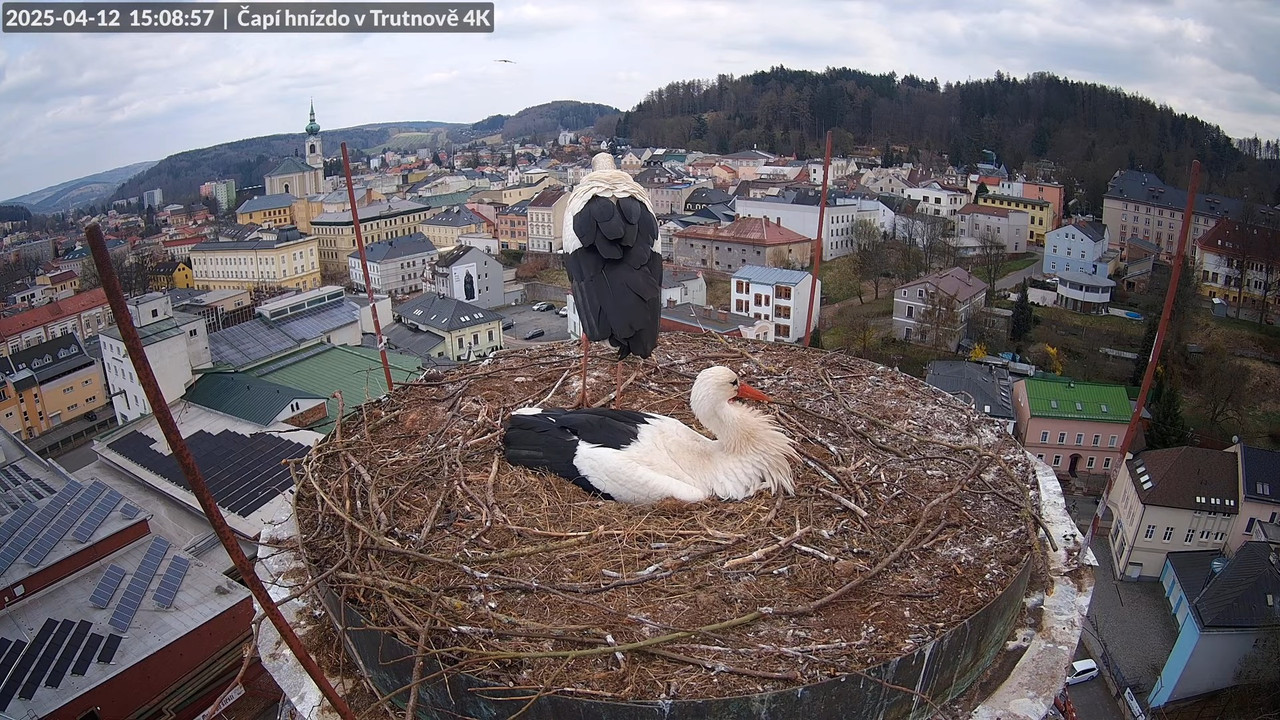 Tiešraidē no stārķa ligzdas uz alus darītavas skursteņa Trutnovā 11-28-10 screenshot