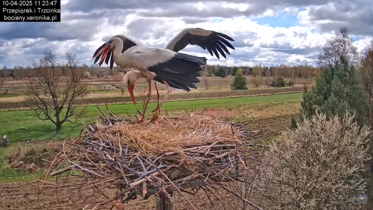 10042025bociany (32)
