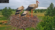 27062025bociany12