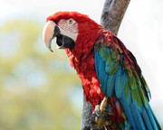 Ara_chloropterus_-Birmingham_Zoo,_Alabama,_USA-8a
