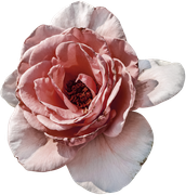 Blossom-Elements-85
