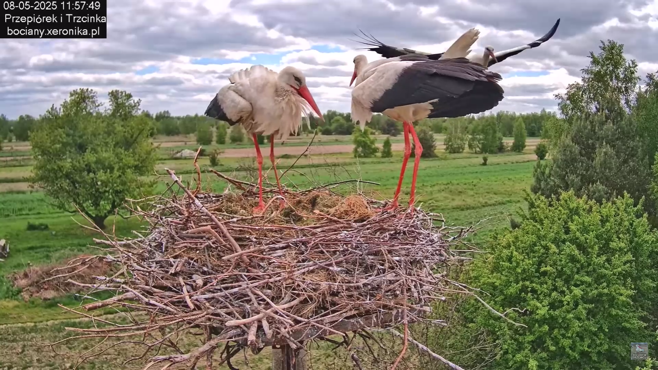 08052025bociany19