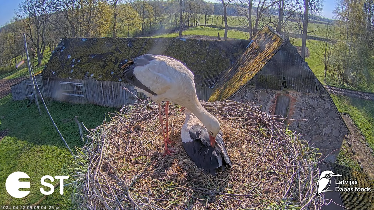 Baltie stārķi (Ciconia ciconia) Tukuma novadā - LDF tiešraide __ White storks in Tukums, Latvia 13-2