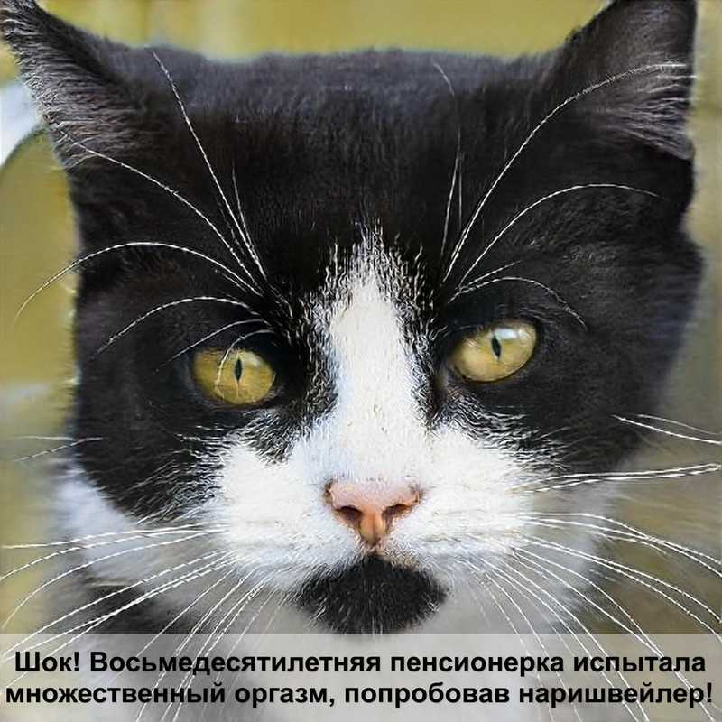 шотландская кошка окрас красный