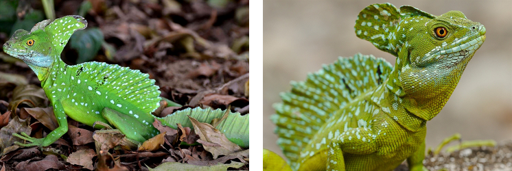 Basiliscus-plumifrons.png