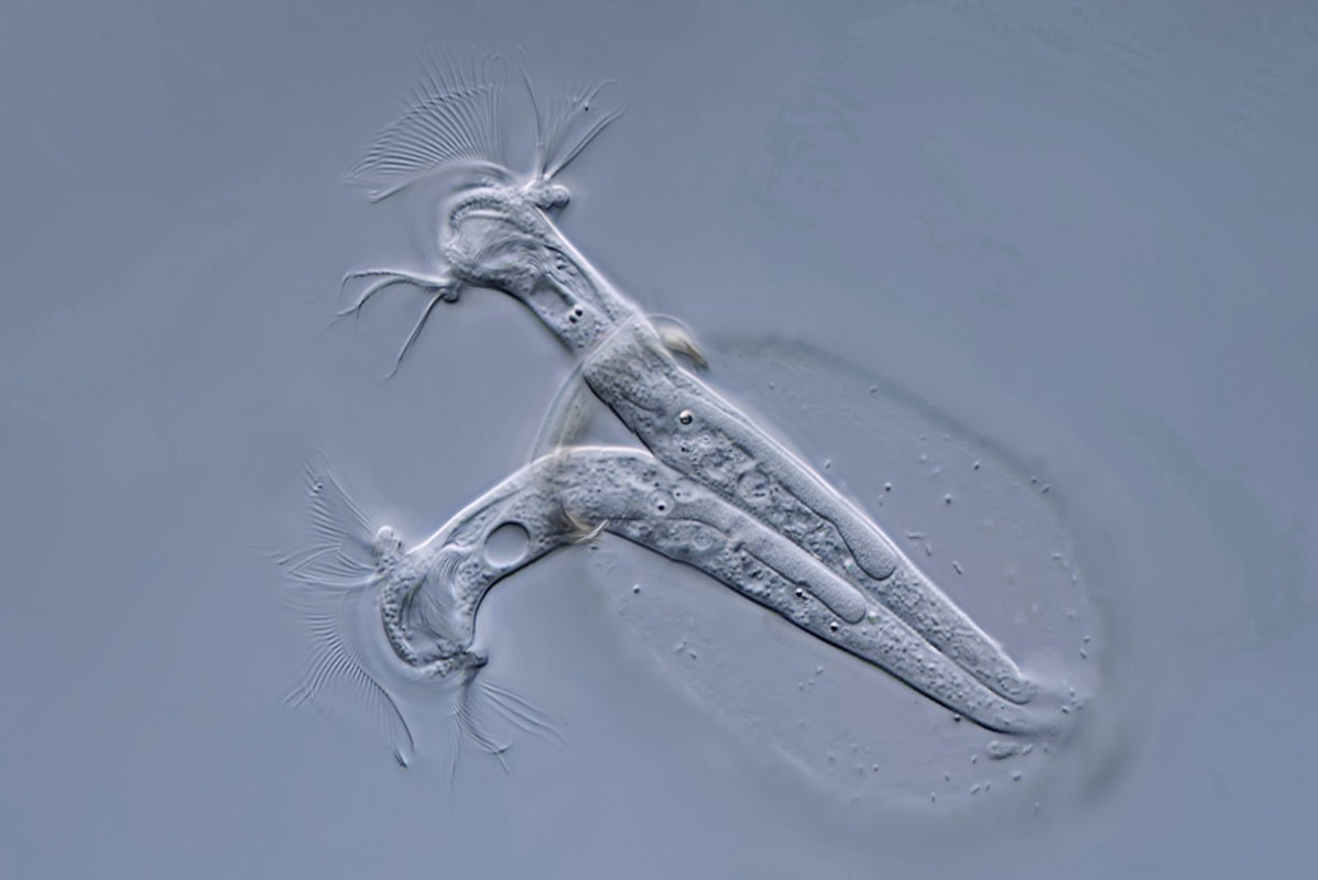 Platycola 13 decumbens Wärmflaschentier DIK 100 Komp 3