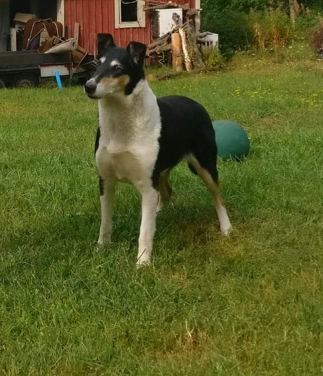 Sileäkarvainen collie, Sandcastle's Pink Promises