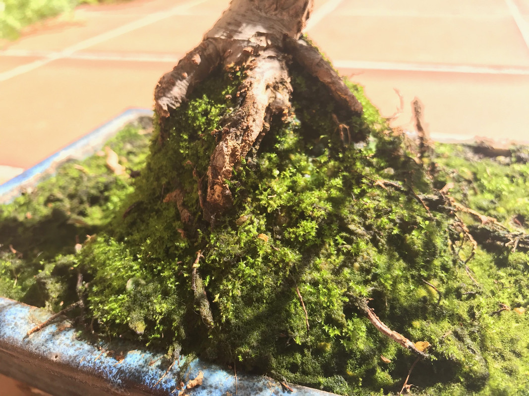 olmo chino zelkova 7