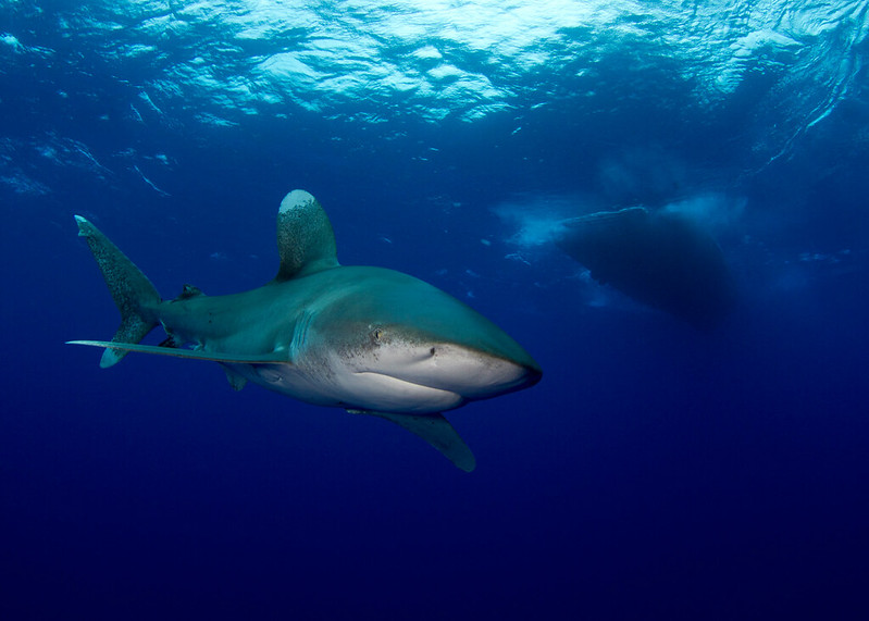 Ilustrasi Oceanic Whitetip