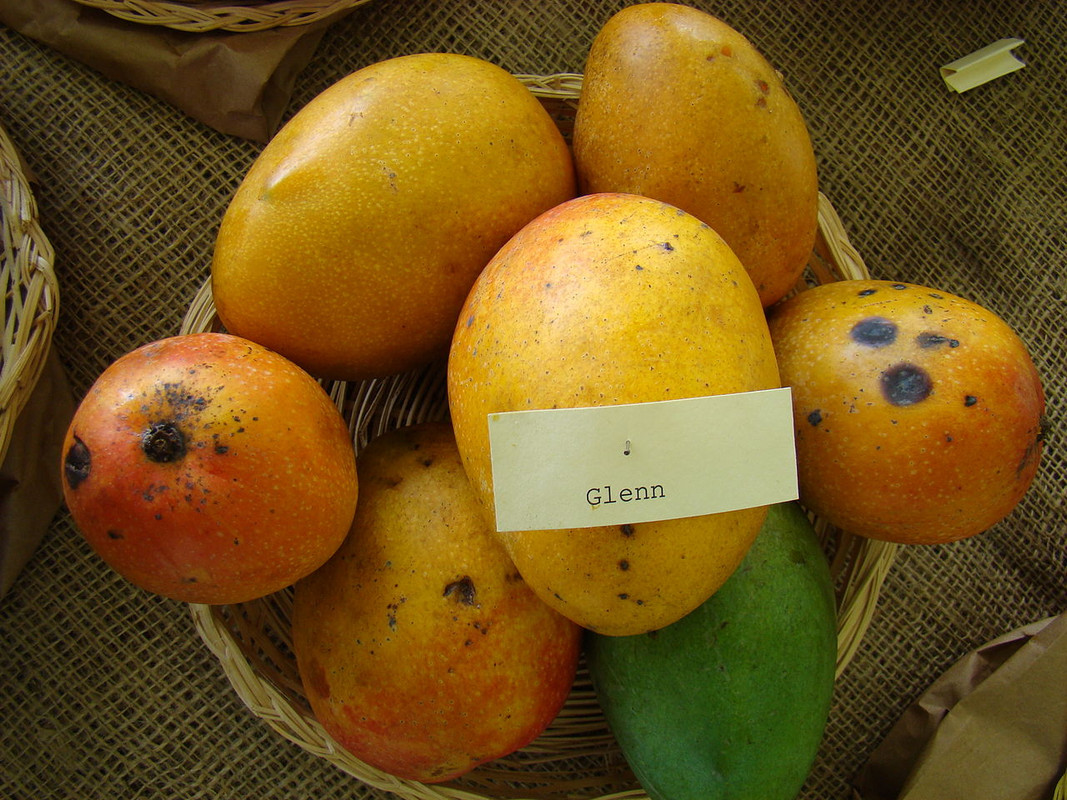 1280px-Mango_Glenn_Asit_fs8