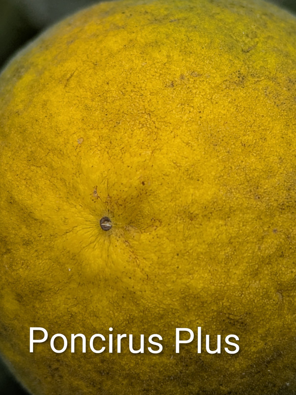 PXL_20251014_155946036~2