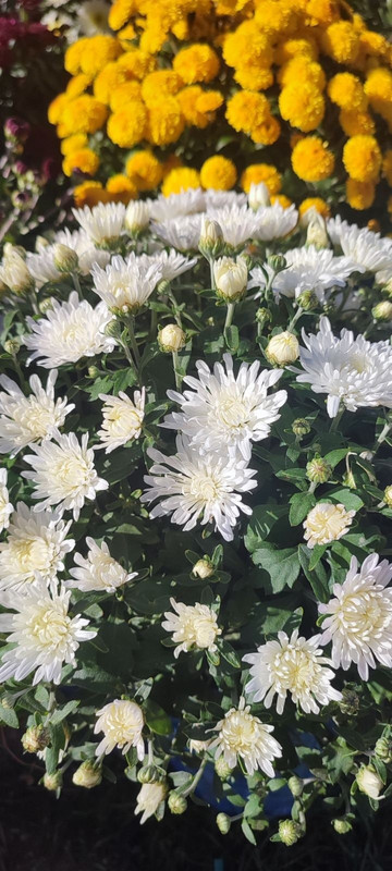 kzZdo387YavcHWaIiroIw36CasP8t3uZCdjc6A211KxprpZOqAcqEgmi0Oz_SBSDWphLvbX-Qiz3z3HtNIXVN6KJ