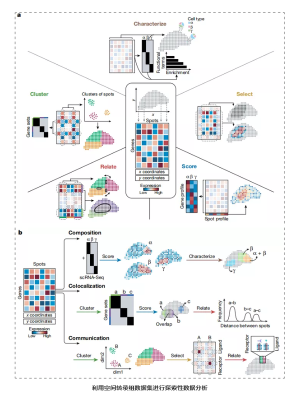 利用空间转录组技术探索组织结构-3.png