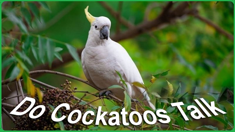 Do Cockatoos Talk