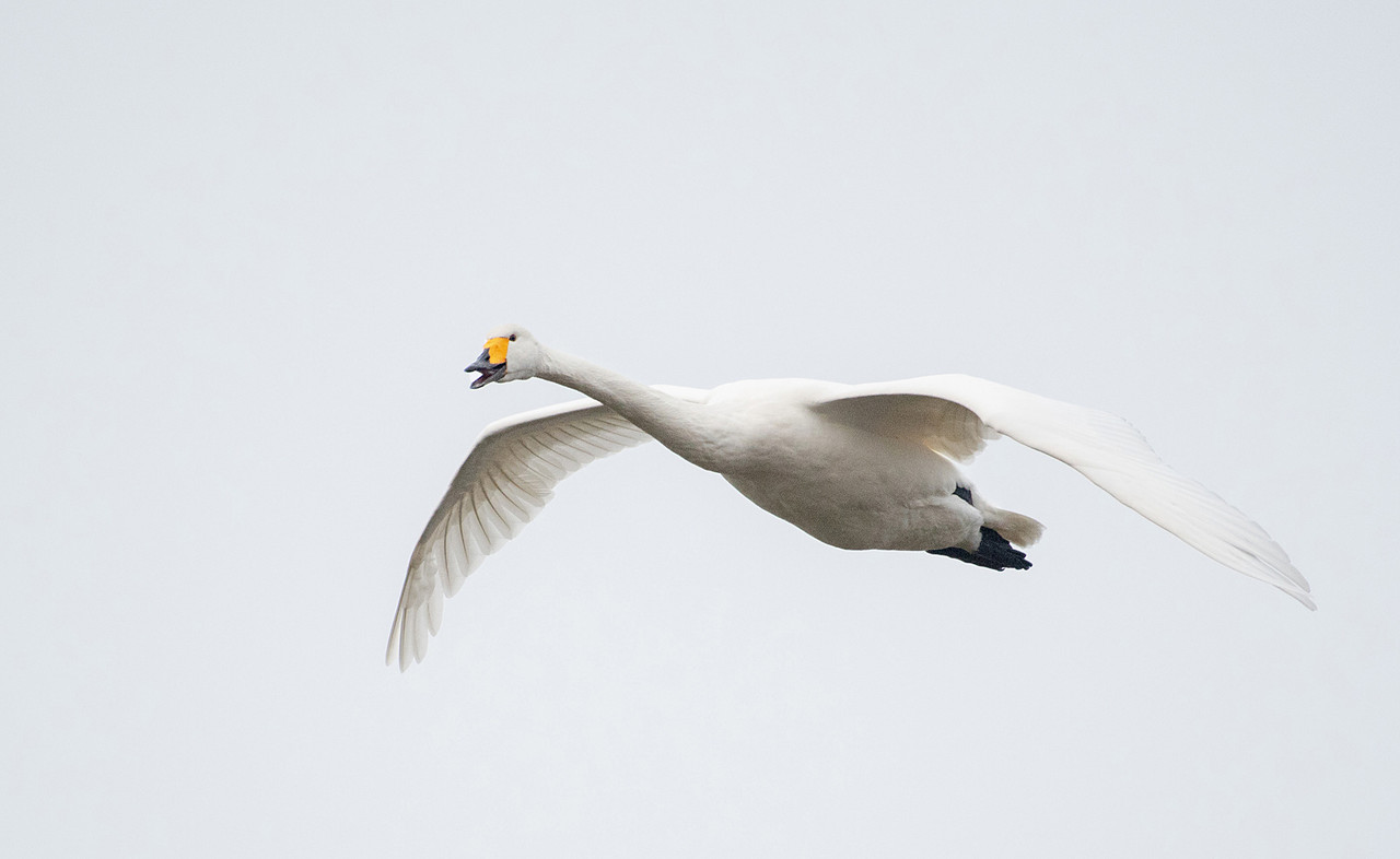 Roepende Wilde Zwaan in de duinen
