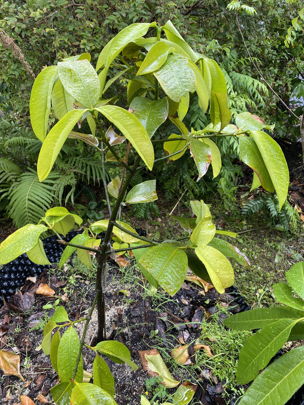 mangosteenp4172020