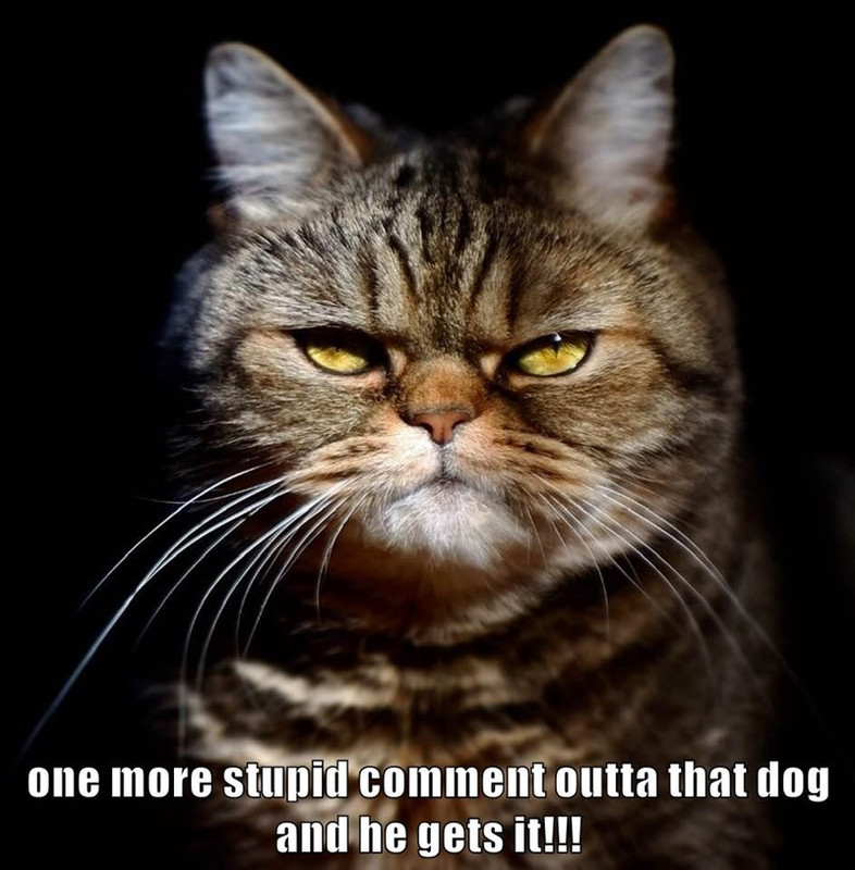 one-more-stupid-comment-outta-that-dog-and-he-gets-it