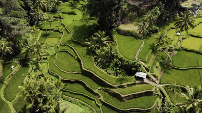 Singapur e Indonesia 2018 - Blogs of Indonesia - Bali (arrozales y templos) (4)