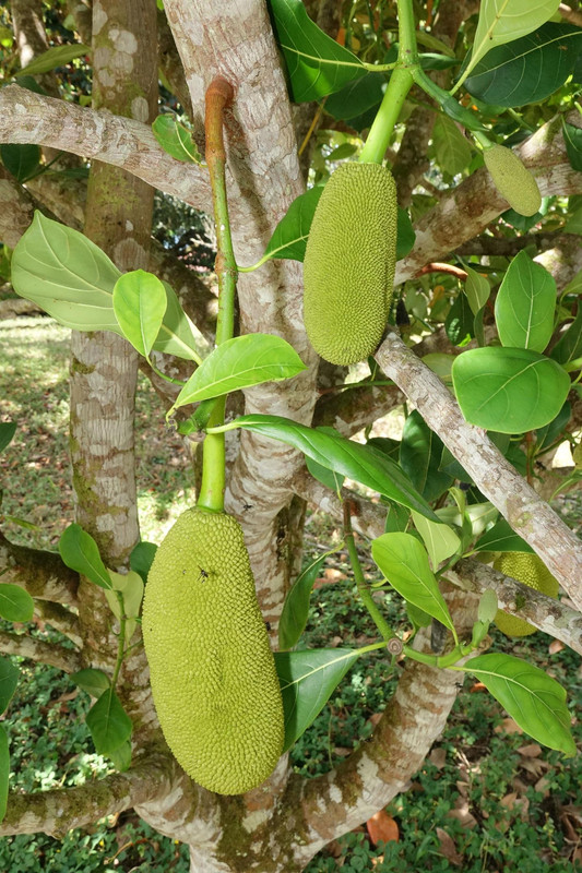 DSC06479 Jackfruit first fruits