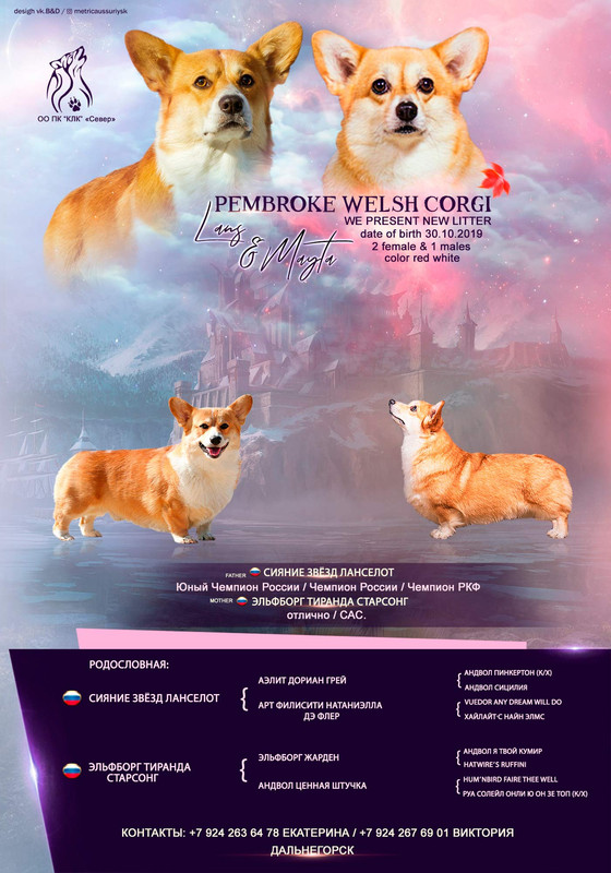 помёт вельщ корги1