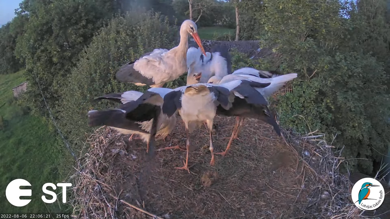 Baltie stārķi (Ciconia ciconia) Tukuma novadā - LDF tiešraide __ White storks in Tukums, Latvia 11-2