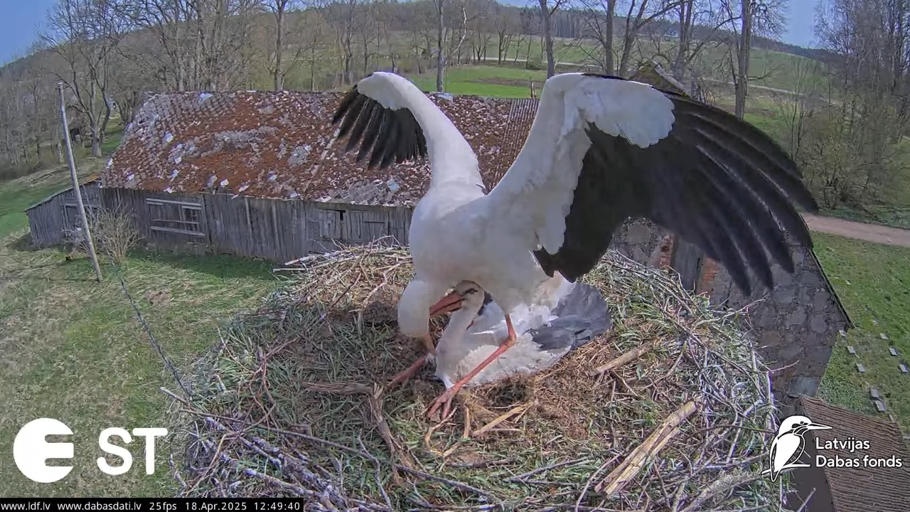 (23) Baltie stārķi (Ciconia ciconia) Tukuma novadā __ White storks in Tukums, Latvia - YouTube - 844
