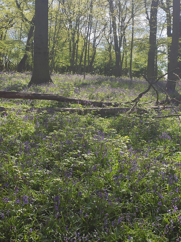 Blooms in the forest