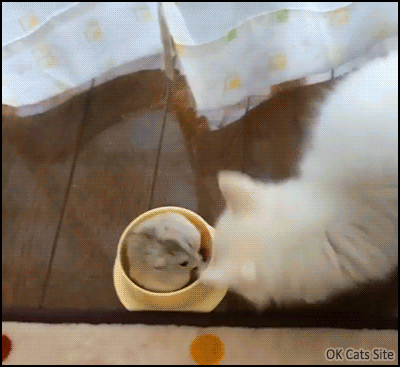 Funny-cat-GIF-Adorable-flat-hamster-eating-and-sitting-in-kitten-food-bowl-Kitty-is-confused.gif