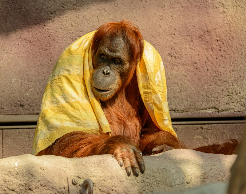 yellow-orang-utang.jpg