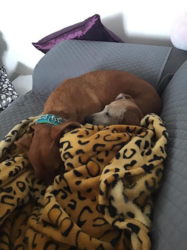 [Image: 3-EDD775-E-B63-C-4-B1-E-A501-ADE25275-DB28.jpg]