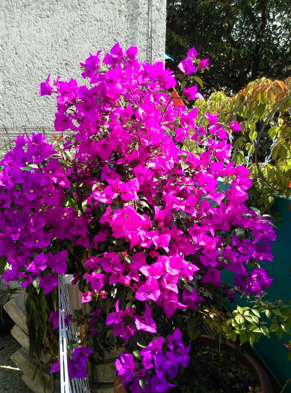 IMG-20191121-WA0009