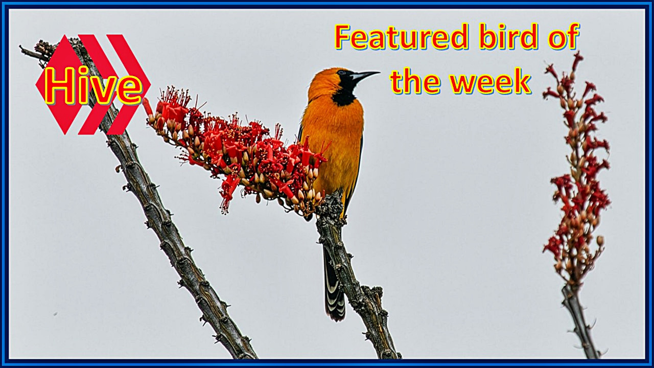 featured